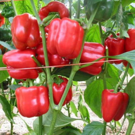 Sweet Pepper Asti Red