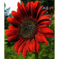 Sunflower Decorative Red Sun