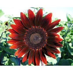 Sunflower Decorative Red Sun