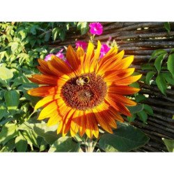 Decorative Sunflower Autumn Beauty