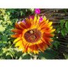 Decorative Sunflower Autumn Beauty