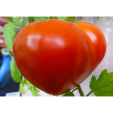 Tomato Budonovka Red