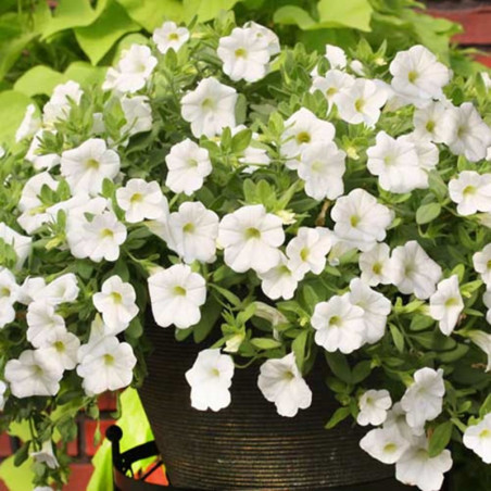 Petunia Trailing White  F1