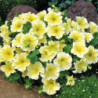 Petunia Trailing Yellow Star F1