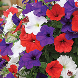 Petunia Trailing Lavina Mix