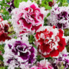 Petunia Double Piruet Mix F1