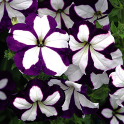 Petunia Trailing Blue Star F1