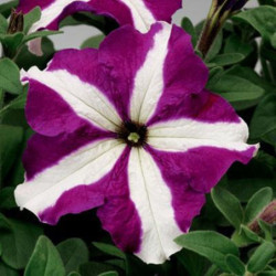 Petunia Trailing Purple Star F1