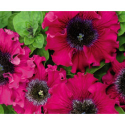 Petunia Excellent Bordo F1