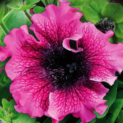 Petunia Excellent Purpur F1