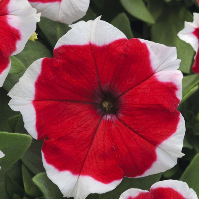 Petunia Pikoti Red F1