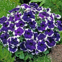 Petunia Pikoti Blue F1