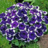 Petunia Pikoti Blue F1