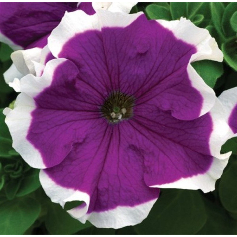 Petunia Pikoti Purple F1