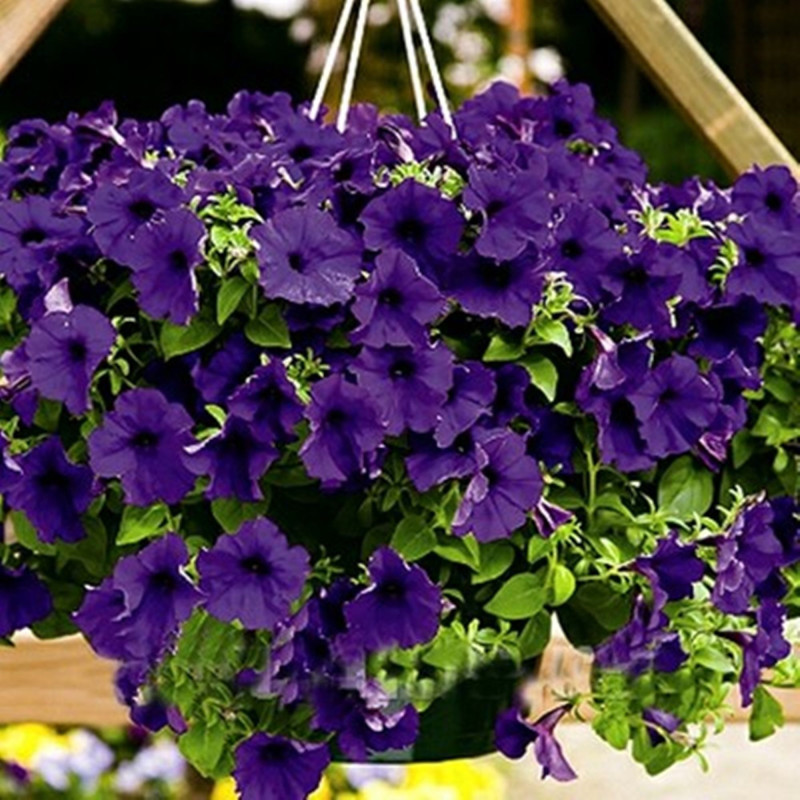 Petunia Blue Beder