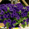 Petunia Blue Beder