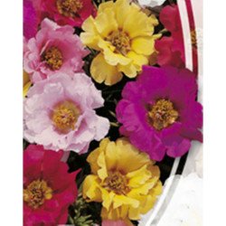 Moss-Rose Double Mix