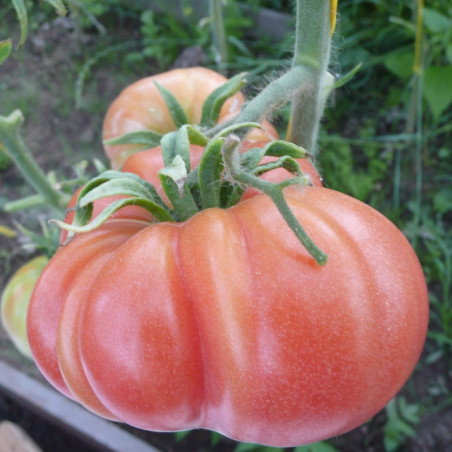 Tomato Pink Elephant