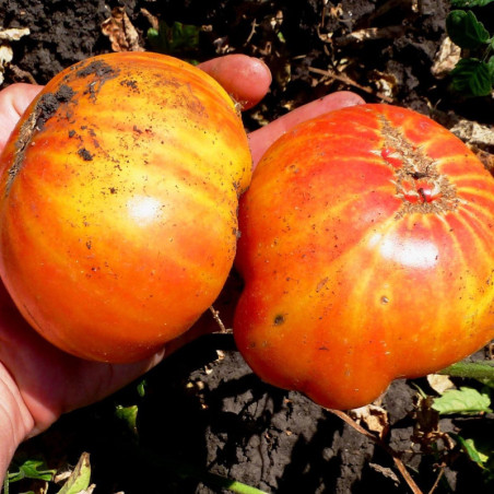 Tomato Zebra Orange