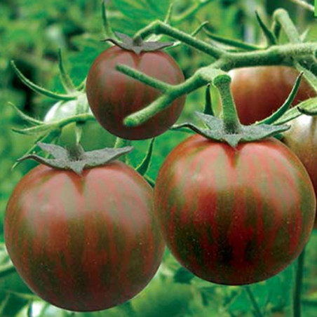 Tomato Black Zebra