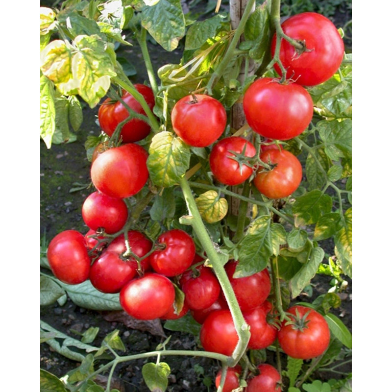 Tomato Betalyuks