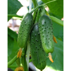 Cucumber Clean Pond F1