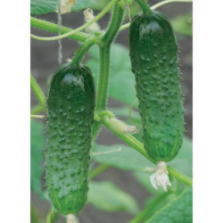 Cucumber Parker F1