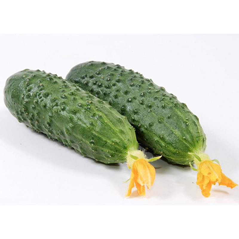 Cucumber Marinda F1