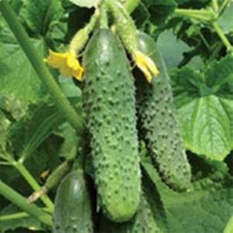 Cucumber Asterix F1