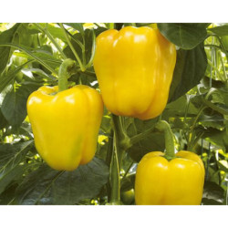 Sweet Pepper Zhovte Dyvo