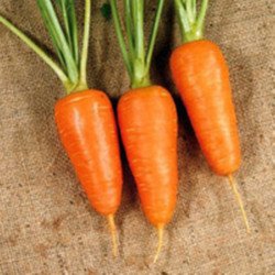 Carrot Chantenay Royal