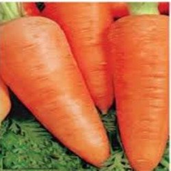 Carrot Chantenay Royal