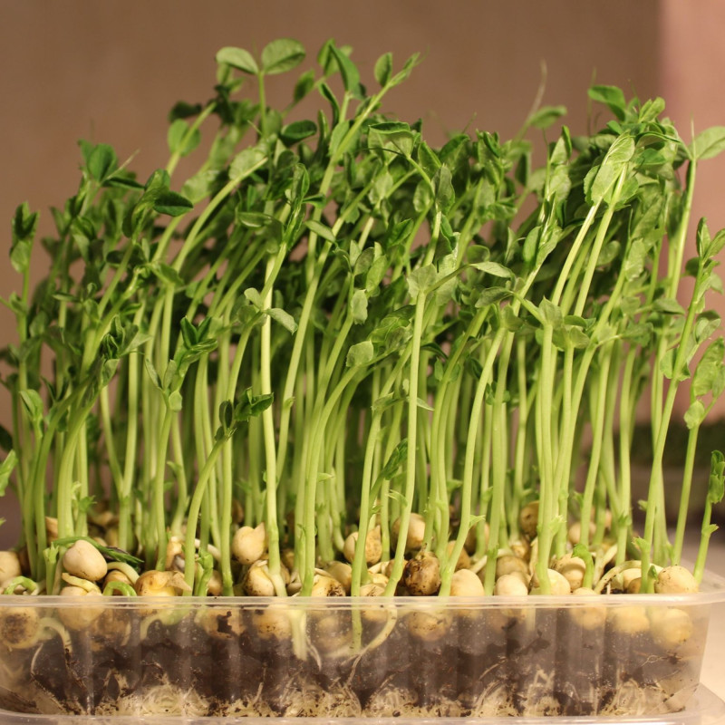 Microgreen Seed Pea