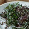 Microgreen Seed Mizuna Mix