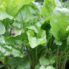 Chard Mangold Perpetual Spinach