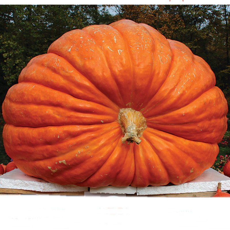 Pumpkin Dills Atlantic Gigant Classic