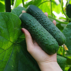 Cucumber Bjorn F1