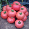 Tomato Pink Status F1