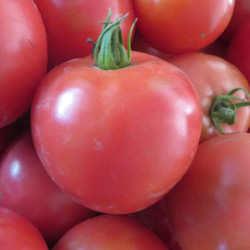 Tomato Sanka Pink