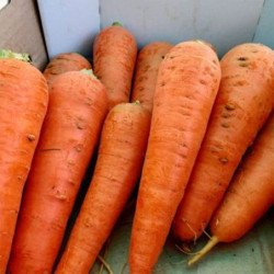 Carrot Abaco F1