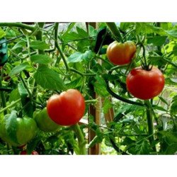 Tomato Siberian Early