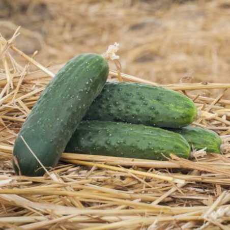 Cucumber Antisipator F1