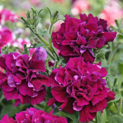 Petunia Double Cascade F1 Purple