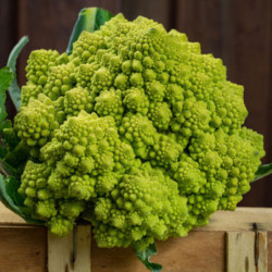 Cauliflower Amfora F1