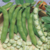 Broad Bean Greeny