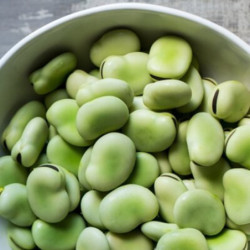 Broad Bean Yankel White