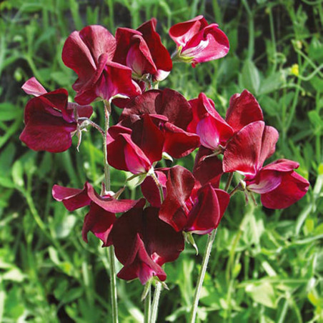 Sweet Pea Beaujolais