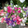 Sweet Pea Mix