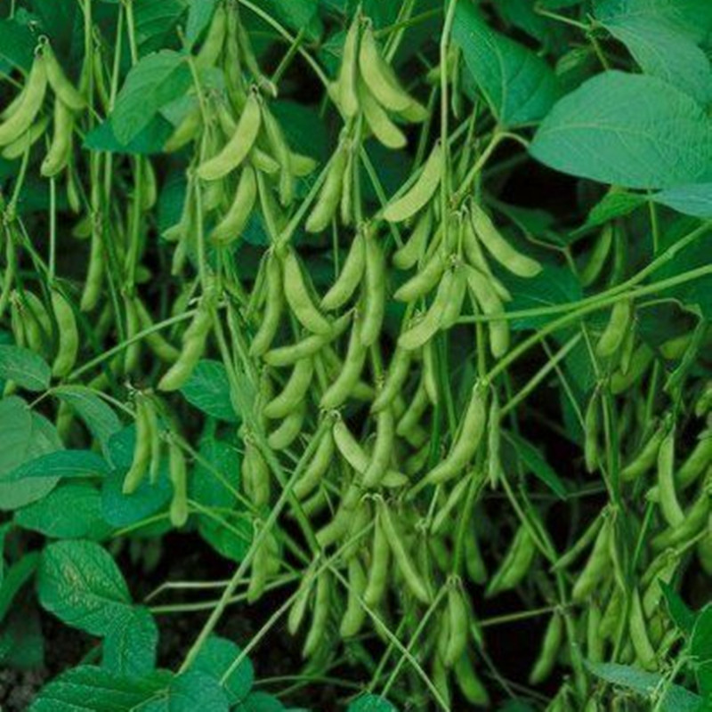 Soybean