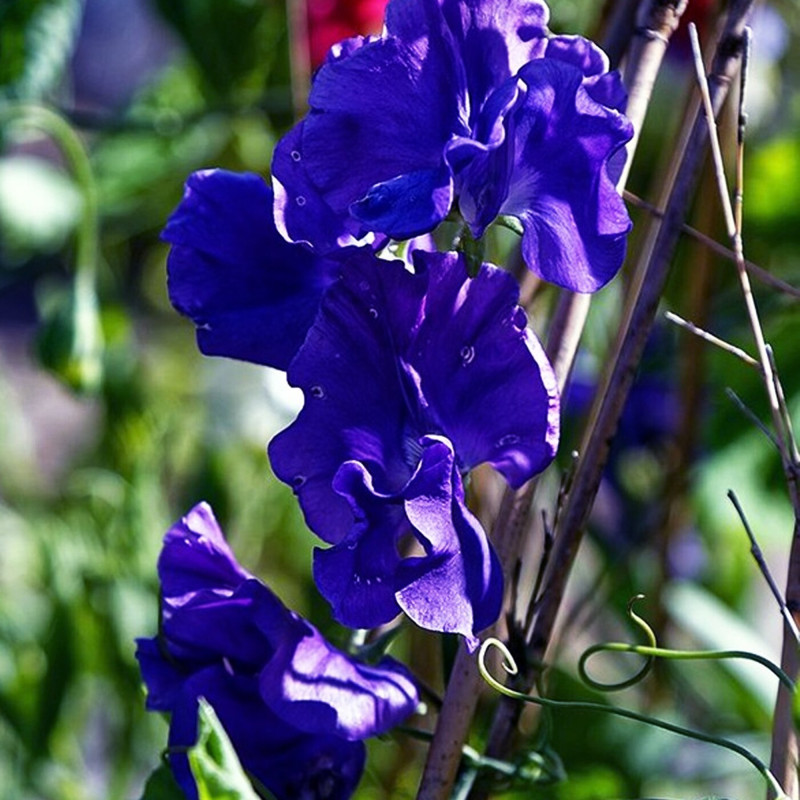 Sweet Pea Dark Blue